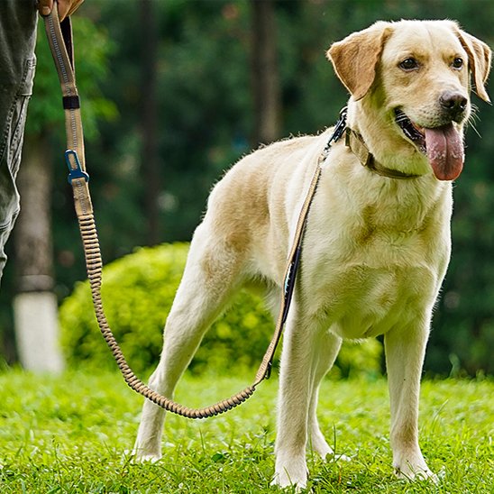 Laisse pour chien kaki