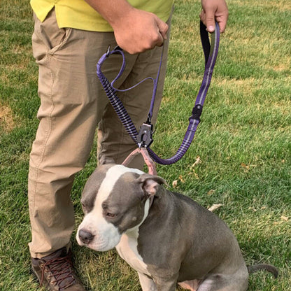 Laisse pour chien violet